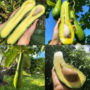 Grafted Long Neck Avocado Plant Live Tree In Pot, No CA, Long Neck Avocado Trees Live Plants