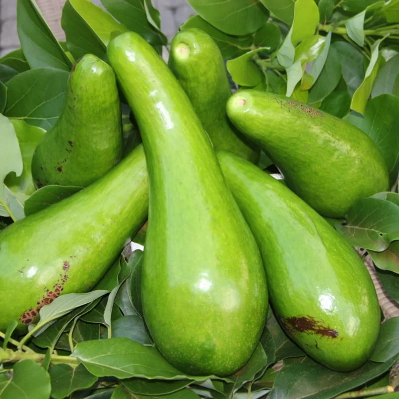 Grafted Long Neck Avocado Plant Live Tree In Pot, No CA, Long Neck Avocado Trees Live Plants