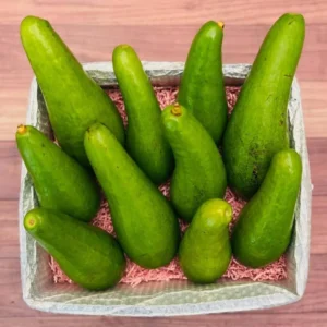 2-3Ft Avocado Trees Live Plants, Grafted Long Neck Avocado Plant Live Tree In Pot, No CA