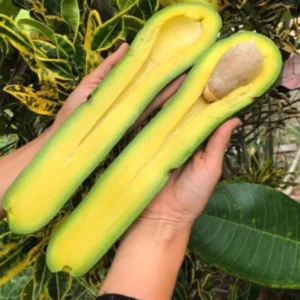 2-3Ft Avocado Trees Live Plants, Grafted Long Neck Avocado Plant Live Tree In Pot, No CA