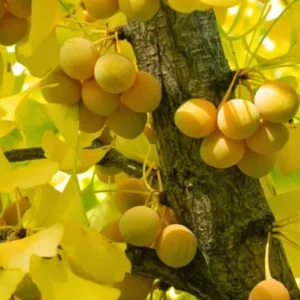 Set 2 Ginkgo Trees Live Plant in Quart Pot, Well Rooted Ginkgo Tree Plants Live, Ready to Grow, 1-2 Year Old Ginkgo Trees