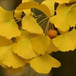 Set 2 Ginkgo Trees Live Plant in Quart Pot, Well Rooted Ginkgo Tree Plants Live, Ready to Grow, 1-2 Year Old Ginkgo Trees