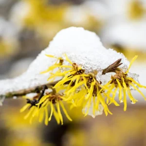 Yellow Witch Hazel Bush Shrub Plant, 1 Year Old Witch-Hazel Tree Live Plant in Gallon Pot, Ready to Plant Outdoor