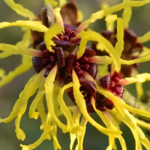 Yellow Witch Hazel Bush Shrub Plant, 1 Year Old Witch-Hazel Tree Live Plant in Gallon Pot, Ready to Plant Outdoor