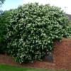 Mock Orange Tree Live Plant in Gallon, 1 Year Old Philadelphus Climbing Bush Shrub Tree, Very Fragrant Plants, White Blooms