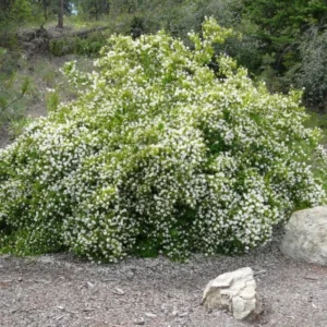 Mock Orange Tree Live Plant in Gallon, 1 Year Old Philadelphus Climbing Bush Shrub Tree, Very Fragrant Plants, White Blooms