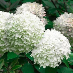 White to Green Pink Hydrangea Plants Live in Quart Pot, Hydrangea Live Plants Change Color Perennial Planting Indoor Outdoor, Long Lasting Blooms Flower Hydrangea