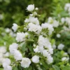 1 Year Old Philadelphus Mock Orange Tree Live Plant in Gallon, Climbing Bush Shrub Tree, Very Fragrant Plants, White Blooms