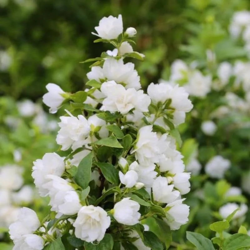 1 Year Old Philadelphus Mock Orange Tree Live Plant in Gallon, Climbing Bush Shrub Tree, Very Fragrant Plants, White Blooms