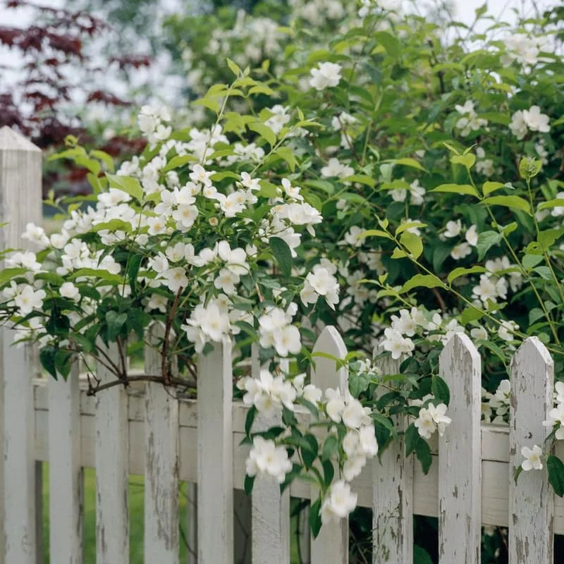 1 Year Old Philadelphus Mock Orange Tree Live Plant in Gallon, Climbing Bush Shrub Tree, Very Fragrant Plants, White Blooms