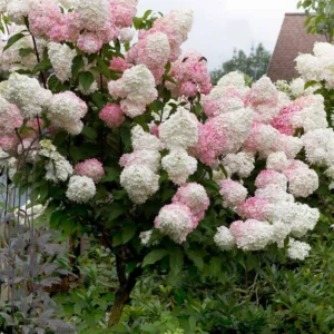White to Green Pink Hydrangea Plants Live in Quart Pot, Hydrangea Live Plants Change Color Perennial Planting Indoor Outdoor, Long Lasting Blooms Flower Hydrangea