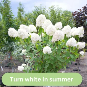 White to Green Pink Hydrangea Plants Live in Quart Pot, Hydrangea Live Plants Change Color Perennial Planting Indoor Outdoor, Long Lasting Blooms Flower Hydrangea