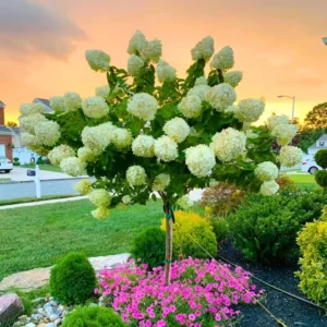 White to Green Pink Hydrangea Plants Live in Quart Pot, Hydrangea Live Plants Change Color Perennial Planting Indoor Outdoor, Long Lasting Blooms Flower Hydrangea