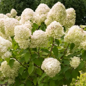 White to Green Pink Hydrangea Plants Live in Quart Pot, Hydrangea Live Plants Change Color Perennial Planting Indoor Outdoor, Long Lasting Blooms Flower Hydrangea