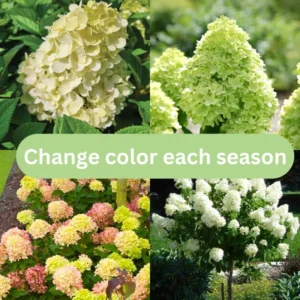 White to Green Pink Hydrangea Plants Live in Quart Pot, Hydrangea Live Plants Change Color Perennial Planting Indoor Outdoor, Long Lasting Blooms Flower Hydrangea