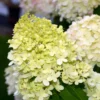 Lime Hydrangea Plants Live in Quart Pot, Hydrangea Live Plants Change Color Perennial Planting Indoor Outdoor, Long Lasting Blooms Flower Hydrangea