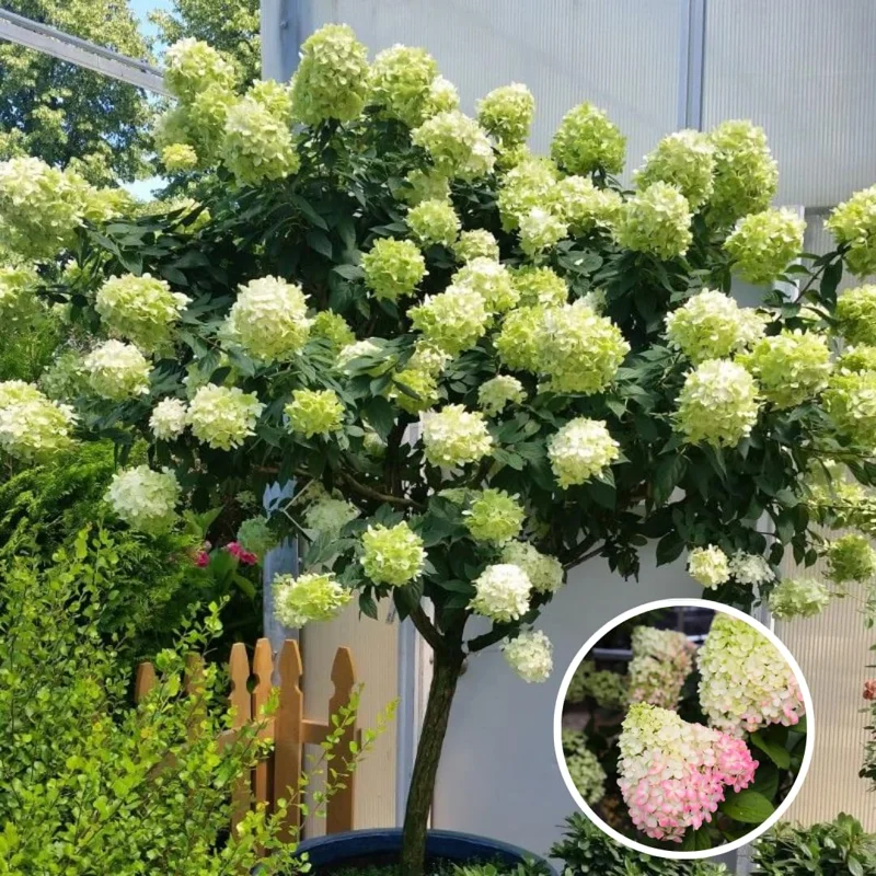 Lime Hydrangea Plants Live in Quart Pot, Hydrangea Live Plants Change Color Perennial Planting Indoor Outdoor, Long Lasting Blooms Flower Hydrangea