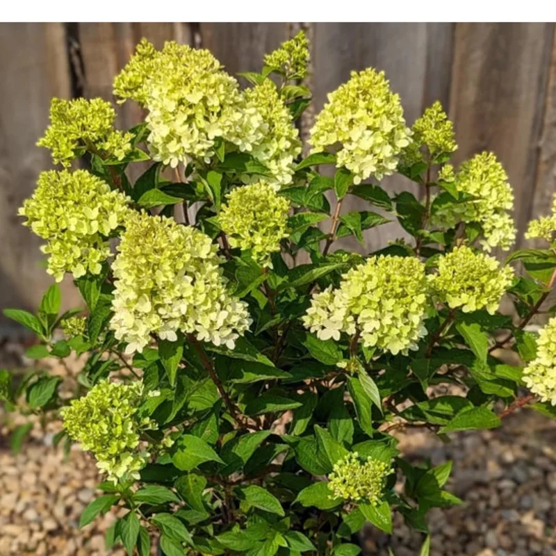 Lime Hydrangea Plants Live in Quart Pot, Hydrangea Live Plants Change Color Perennial Planting Indoor Outdoor, Long Lasting Blooms Flower Hydrangea