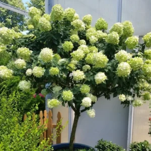 Lime Hydrangea Plants Live in Quart Pot, Hydrangea Live Plants Change Color Perennial Planting Indoor Outdoor, Long Lasting Blooms Flower Hydrangea