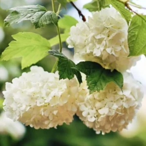 White to Green Pink Hydrangea Plants Live in Quart Pot, Hydrangea Live Plants Change Color Perennial Planting Indoor Outdoor, Long Lasting Blooms Flower Hydrangea