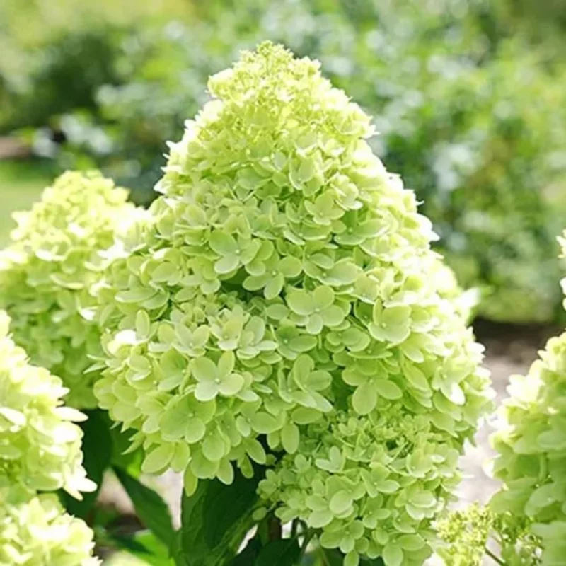 Lime Hydrangea Plants Live in Quart Pot, Hydrangea Live Plants Change Color Perennial Planting Indoor Outdoor, Long Lasting Blooms Flower Hydrangea