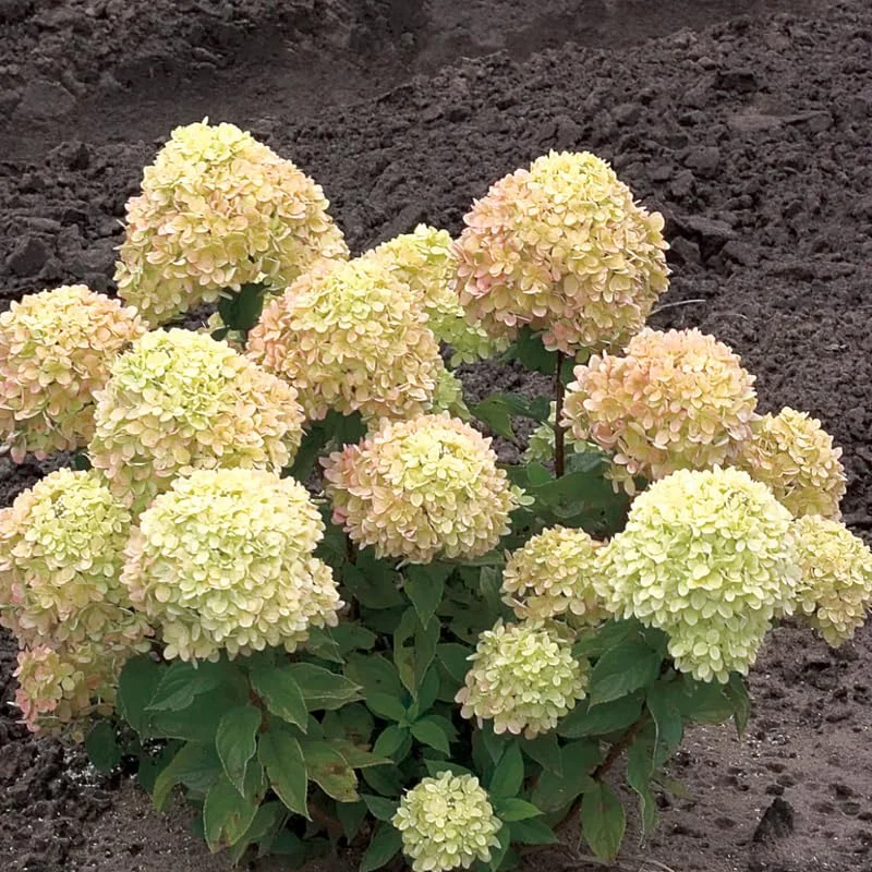 Lime Hydrangea Plants Live in Quart Pot, Hydrangea Live Plants Change Color Perennial Planting Indoor Outdoor, Long Lasting Blooms Flower Hydrangea
