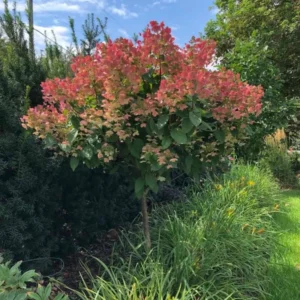 Fire Hydrangea Plants Live in Quart Pot, Hydrangea Live Plants Change Color Perennial Planting Indoor Outdoor, Long Lasting Blooms Flower Hydrangea
