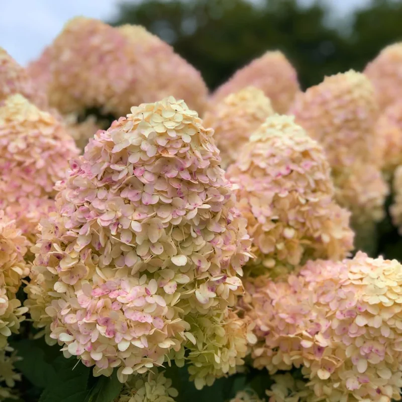 Lime Hydrangea Plants Live in Quart Pot, Hydrangea Live Plants Change Color Perennial Planting Indoor Outdoor, Long Lasting Blooms Flower Hydrangea