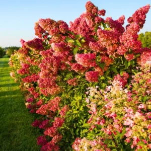 Fire Hydrangea Plants Live in Quart Pot, Hydrangea Live Plants Change Color Perennial Planting Indoor Outdoor, Long Lasting Blooms Flower Hydrangea