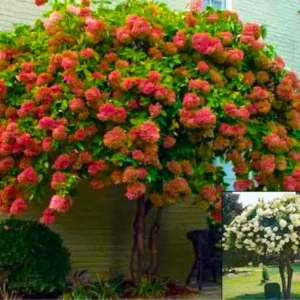 Fire Hydrangea Plants Live in Quart Pot, Hydrangea Live Plants Change Color Perennial Planting Indoor Outdoor, Long Lasting Blooms Flower Hydrangea