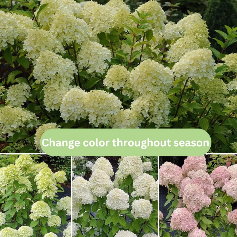 Lime Hydrangea Plants Live in Quart Pot, Hydrangea Live Plants Change Color Perennial Planting Indoor Outdoor, Long Lasting Blooms Flower Hydrangea