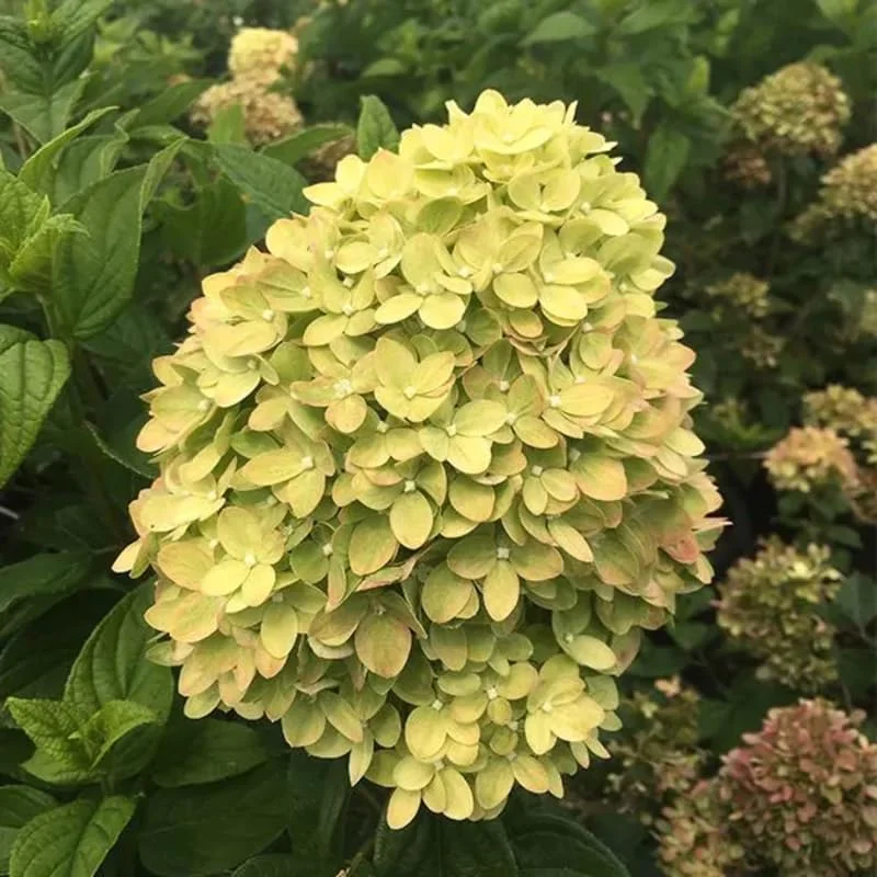 Lime Hydrangea Plants Live in Quart Pot, Hydrangea Live Plants Change Color Perennial Planting Indoor Outdoor, Long Lasting Blooms Flower Hydrangea
