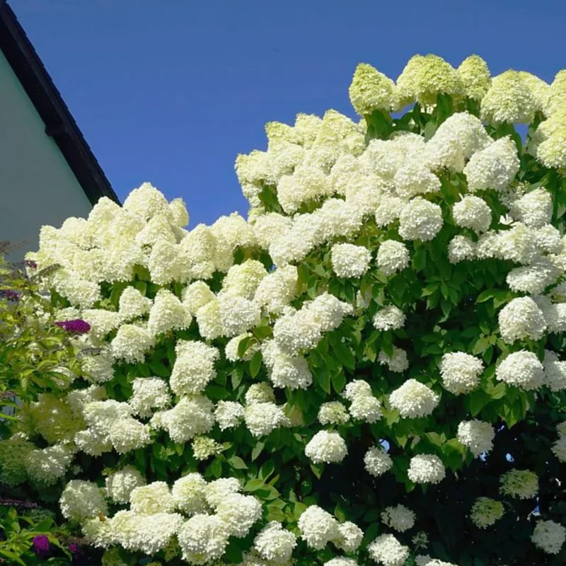 Lime Hydrangea Plants Live in Quart Pot, Hydrangea Live Plants Change Color Perennial Planting Indoor Outdoor, Long Lasting Blooms Flower Hydrangea