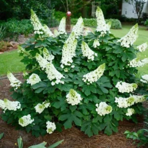 White Oakleaf Hydrangea Plants Live in Gallon Pot, Hydrangea Live Plants Change Color Perennial Planting Indoor Outdoor, Long Lasting Blooms Flower Hydrangea
