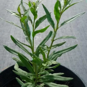 Set 2 Live Goji Berry Plant Bushes for Planting, 4-10