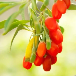 Set 2 Live Goji Berry Plant Bushes for Planting, 4-10