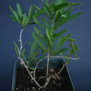 Live Goji Berry Plant Bush for Planting, Goji Berry Ready to Plant, 4 to 10 Inc Tall, Come In Pot, Goji Berries Tree Plant Live