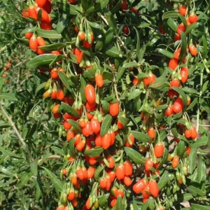 Set 2 Live Goji Berry Plant Bushes for Planting, 4-10