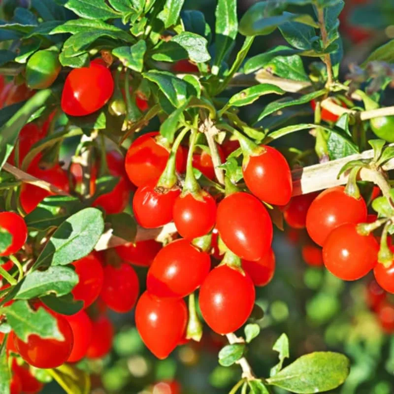 Live Goji Berry Plant Bush for Planting, Goji Berry Ready to Plant, 4 to 10 Inc Tall, Come In Pot, Goji Berries Tree Plant Live