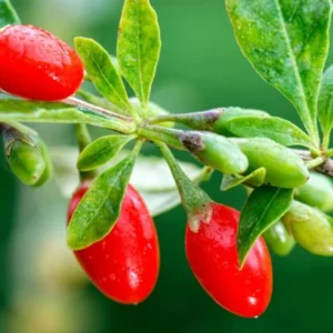 Live Goji Berry Plant Bush for Planting, Goji Berry Ready to Plant, 4 to 10 Inc Tall, Come In Pot, Goji Berries Tree Plant Live
