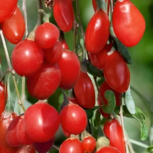 4 - 10 Inch Goji Berry Plant Bush for Planting, Goji Berry Ready to Plant In Pot, Goji Berries Tree Plant Live
