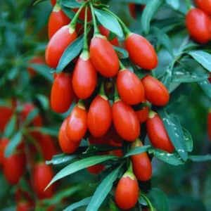 4 - 10 Inch Goji Berry Plant Bush for Planting, Goji Berry Ready to Plant In Pot, Goji Berries Tree Plant Live