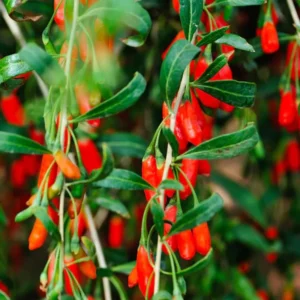 4 - 10 Inch Goji Berry Plant Bush for Planting, Goji Berry Ready to Plant In Pot, Goji Berries Tree Plant Live
