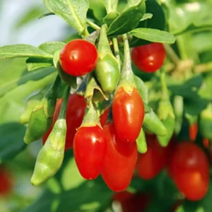 4 - 10 Inch Goji Berry Plants Bushes for Planting, Set 2 Goji Berry Bush Ready to Plants In Pot, Goji Berries Trees Plants Live