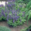 2 Herb Salvia Blue Plants in 4 Inches Pot, Blue Sage Plants Live, Summer Planting, 3 to 5 Inches in Tall