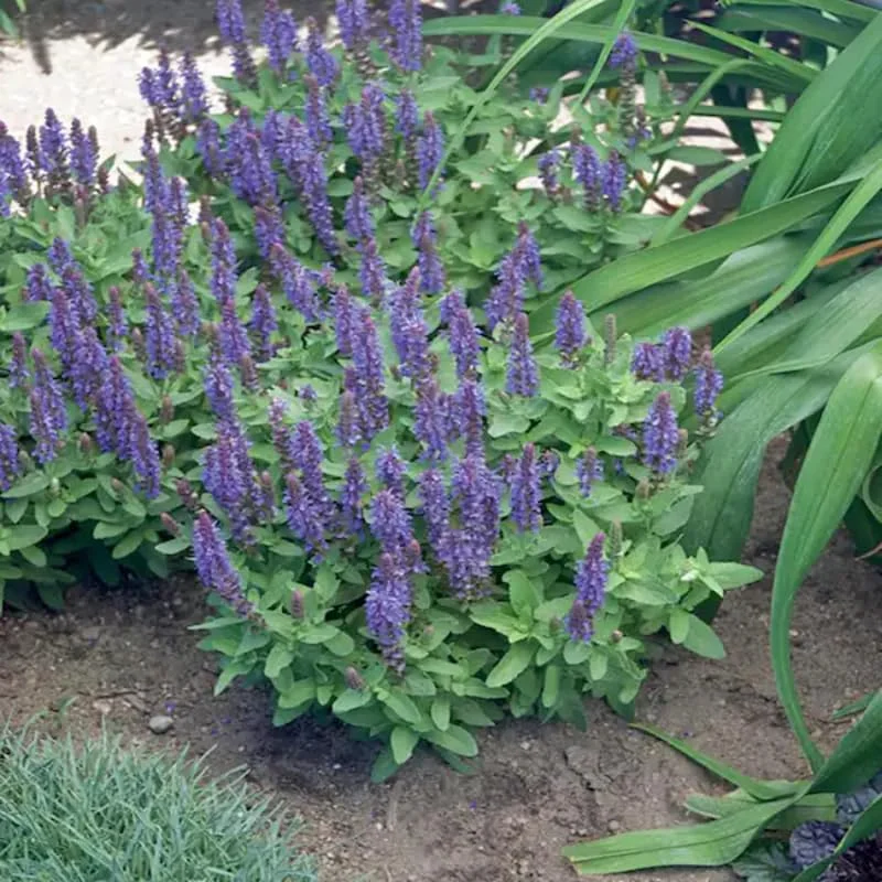 2 Herb Salvia Blue Plants in 4 Inches Pot, Blue Sage Plants Live, Summer Planting, 3 to 5 Inches in Tall