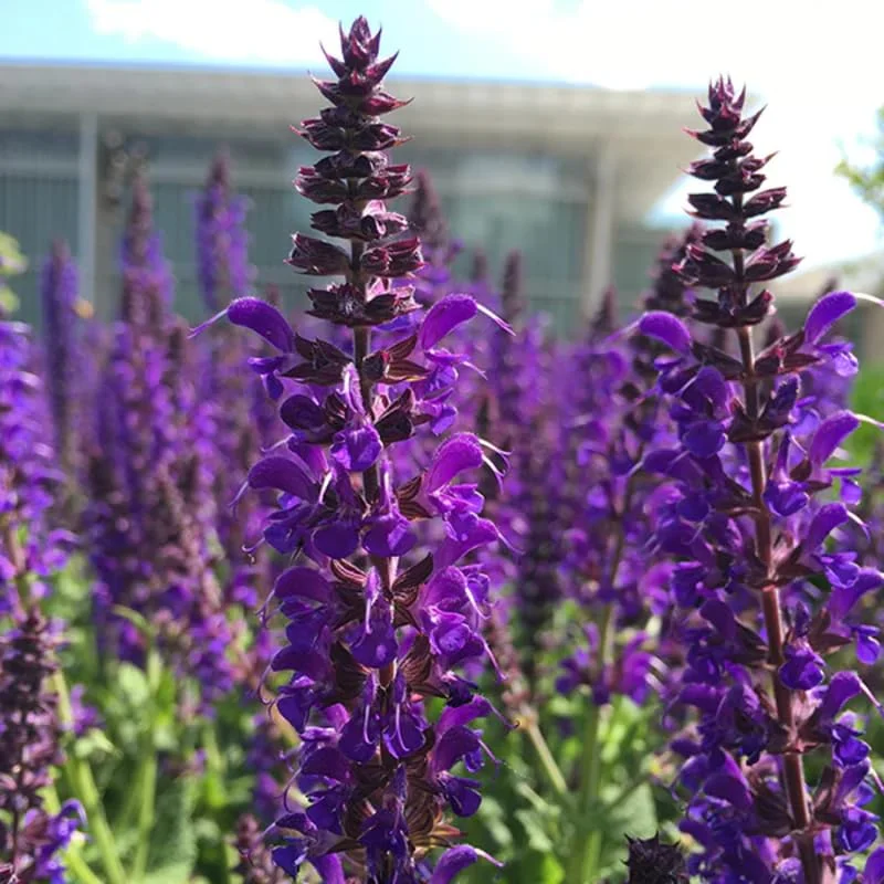 2 Herb Salvia Blue Plants in 4 Inches Pot, Blue Sage Plants Live, Summer Planting, 3 to 5 Inches in Tall
