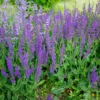 4 Deep Blue Salvia Plants Live in 4" Pot, Purple Blue Sage Plants, Stareter Plant in Pot, Ready to Grow, Summer Planting