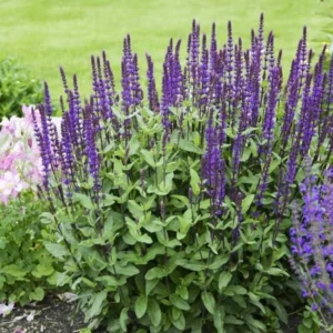 4 Deep Blue Salvia Plants Live in 4