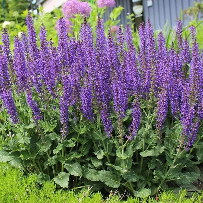 2 Herb Salvia Blue Plants in 4 Inches Pot, Blue Sage Plants Live, Summer Planting, 3 to 5 Inches in Tall